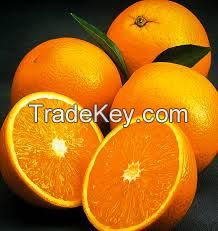 Fresh Top Quality Valencia and Navel Oranges