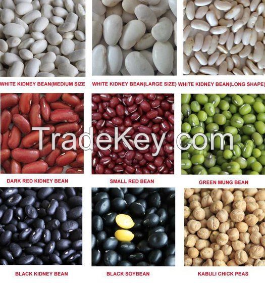 New White / Red / Black Kidney Beans