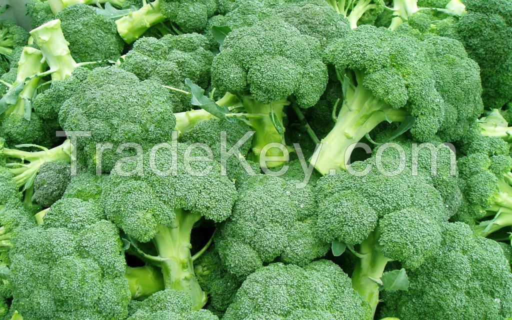 FRESH BROCOLI