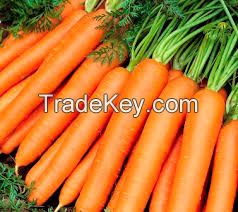 fresh organic carrots