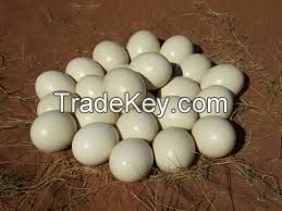 Fertile Ostrich Eggs and Chicks for Sale