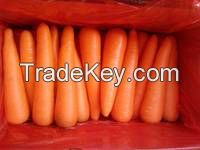 Fresh Carrots, carrot, carrot high quality