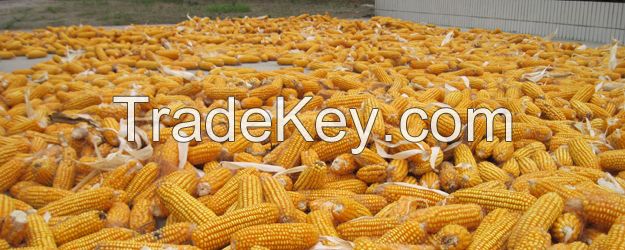 Hot Sales Yellow Millets Corn Grain Products