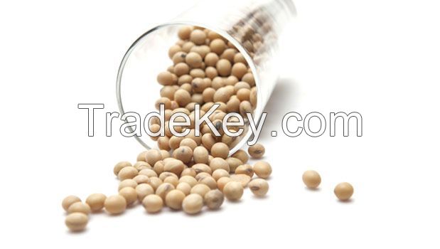 Soya Bean Grains