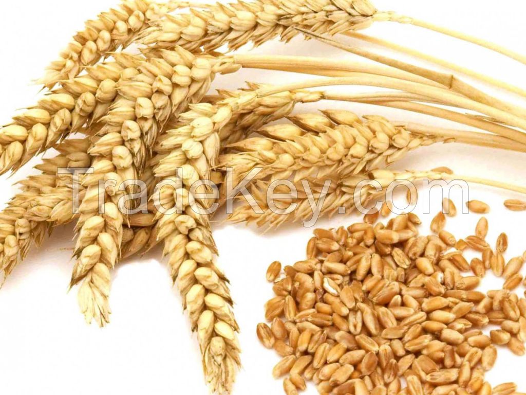 Wheat/ Milling Wheat/ Indian Wheat Grade 1/ Wheat Flour