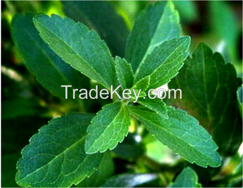 Stevia extract