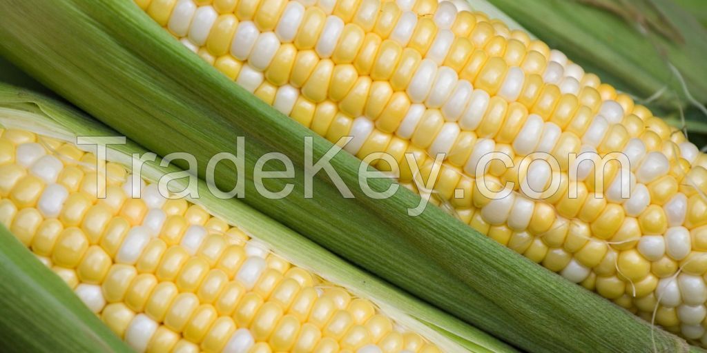 White Corn