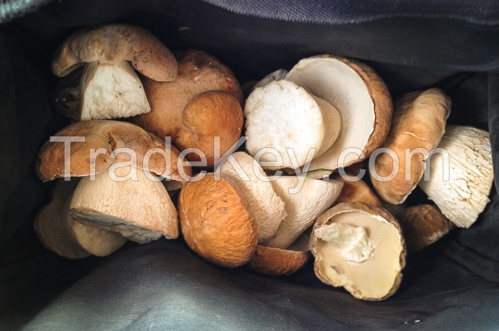 Boletus Mushrooms