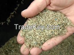 Grass Seeds