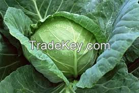 Fresh Cabbages