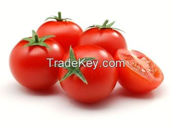 Fresh Tomatoes