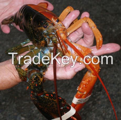 WHOLE WFROZEN LOBSTER / FROZEN LOBSTER TAIL / FRESH LIVE LOBSTER