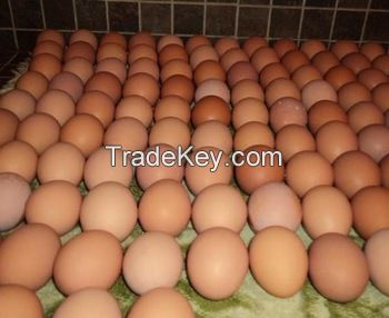 Fresh Table Eggs White / Fresh Table Eggs Brown 40g-50g-60g-65g-70g