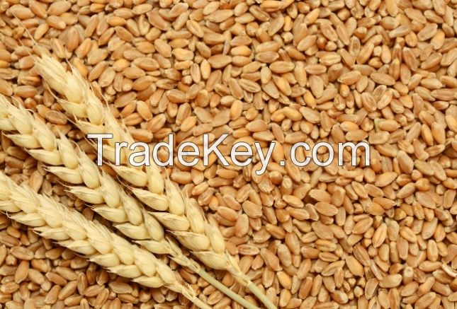 High quality Barley feed/human consumption