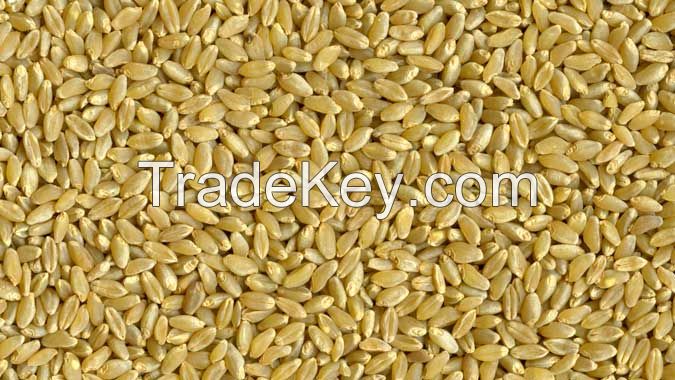 high quality gluten 22 Durum wheat