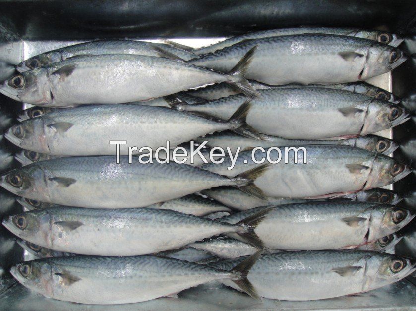 Frozen Mackerel Fish