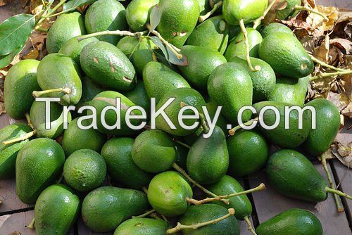 FRESH AVOCADO - PREMIUM QUALITY FOR SALE