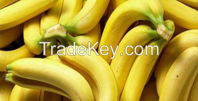 FRESH  BANANA HIGH QUALITY