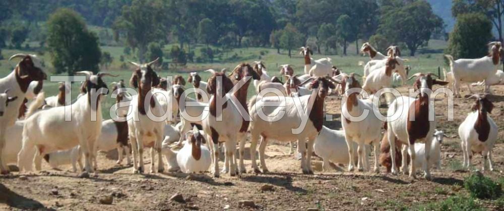 Livestock Full Blood Boer Goats for sale