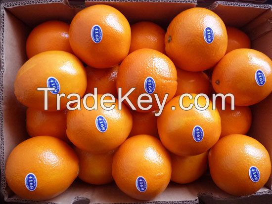 Fresh Navel Oranges High Quality