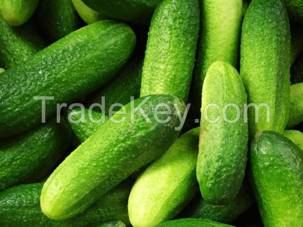 Fresh cucumber, frozen cucumber, green cucumber