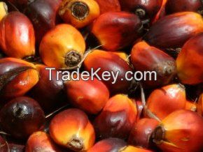 PALM FRUITS