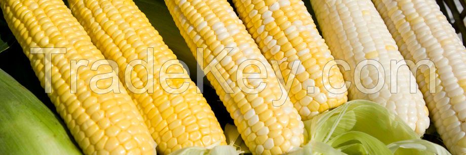 Quality Corn for sale NON GMO