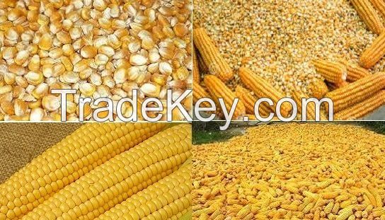 Yellow Corn/ Maize for Human Consumption and Animal Feed for sale