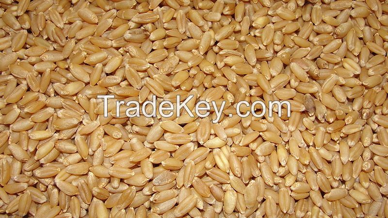 Best Quality Milling Wheat, Feed Wheat, Buck wheat