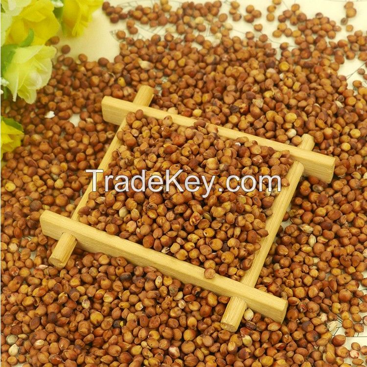 High Quality Bulk Red Sorghum/White Sorghum For Sale