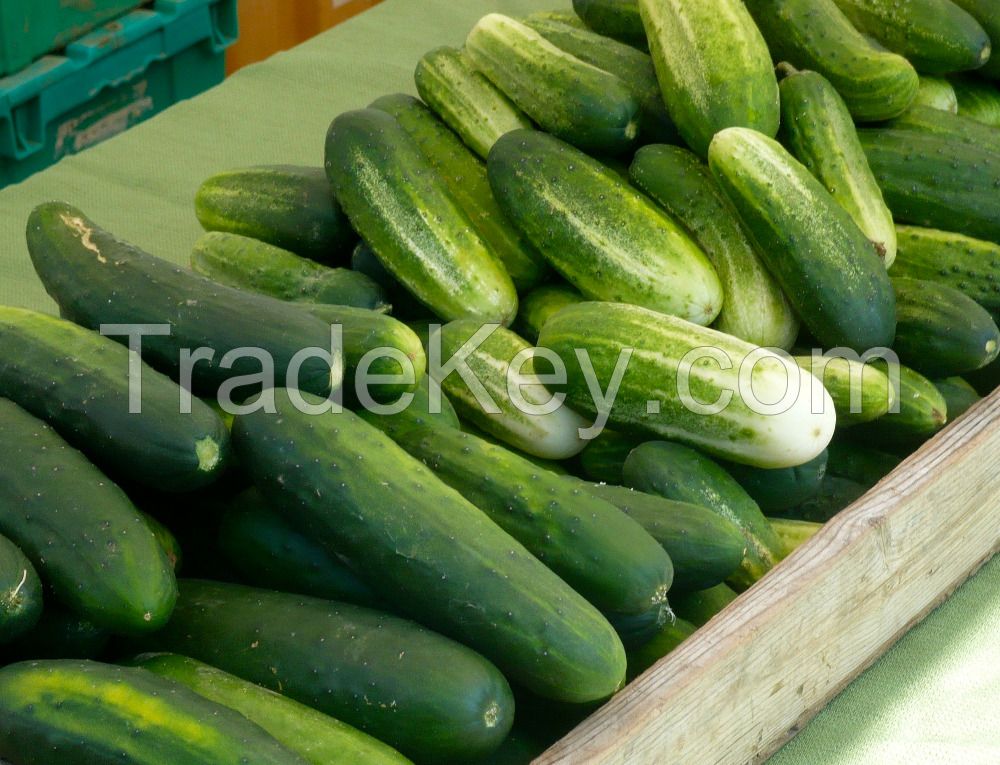 High Quality Fresh Cucumber/Frozen Cucumber/Sea Cucumber