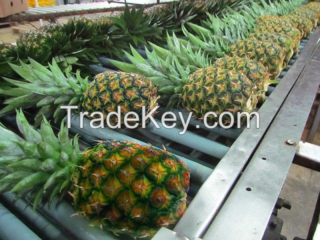 PREMIUM FRESH PINEAPPLE / BEST CHOICE / BEST PRICE.