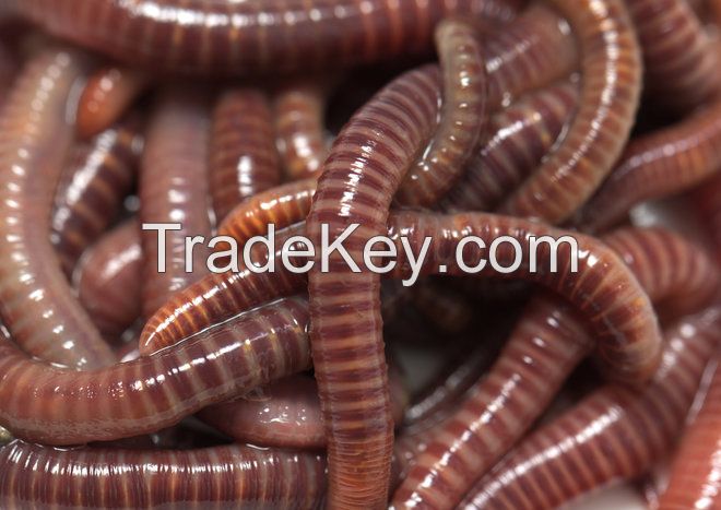 Fresh Live Blood Worm Fishing Bait Green worm