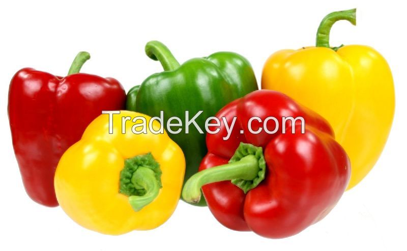 Fresh Capsicum - Frozen Capsicum - High Quality and Best Price