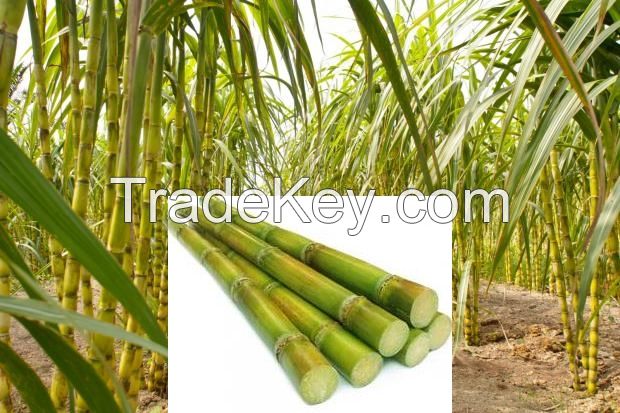 FROZEN SUGARCANE WITH PREMIUM QUALITY