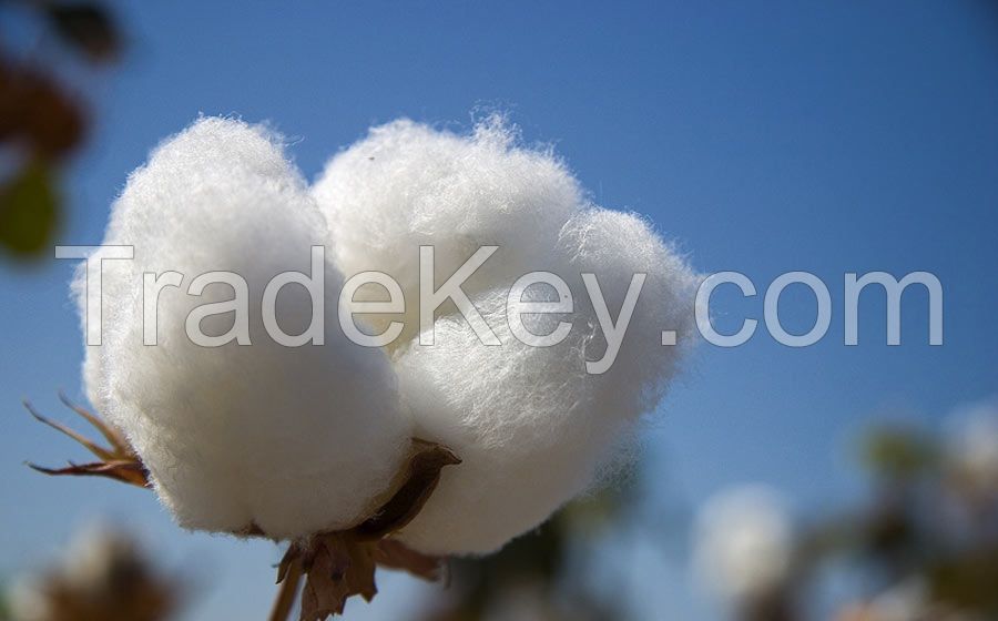 100%  Raw Cotton / Cotton Yarn / Cotton Fiber / Cotton Seeds For Sale.