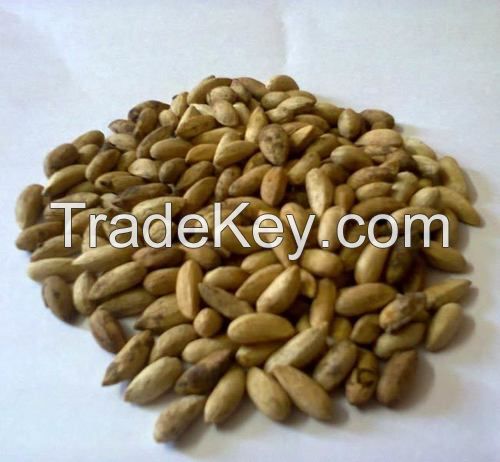 Best Quality Neem Seed / Neem Seed For sale