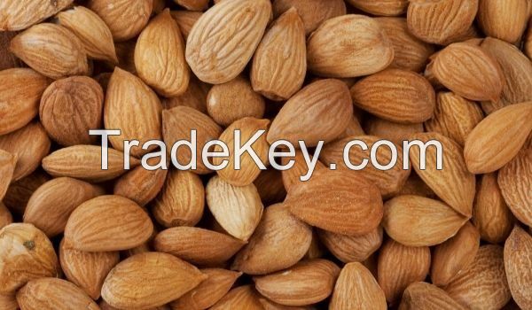 Best Quality Apricot Kernel / Grade A Apricot Kernel