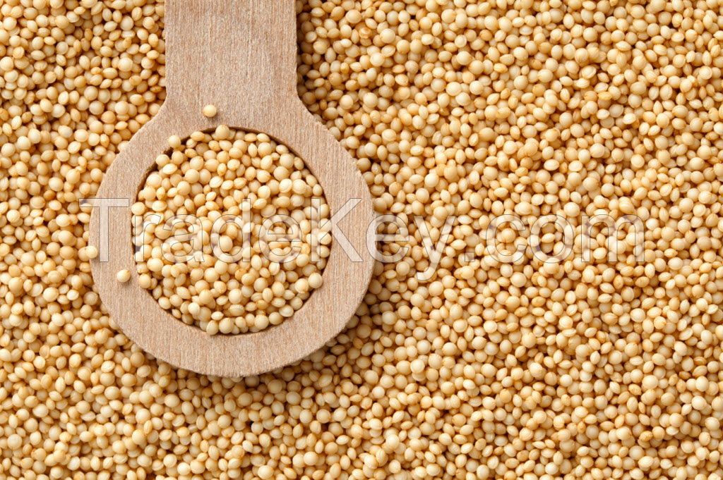 Quinoa Grain/ Quinoa Seeds/Organic Quinoa Grain for sales