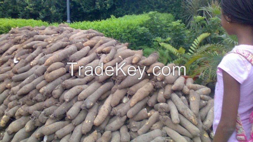 Fresh Yams For Sale