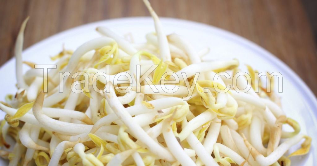 Bean Sprouts