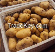 fresh irish potatoes