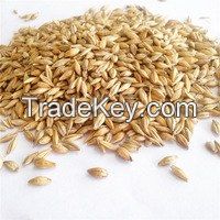 Barley for Animal Feeds