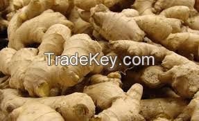 High Qualty Premium Grade A Fresh Ginger