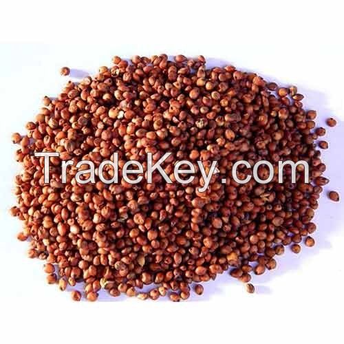 High Quality Bulk Red Sorghum/White Sorghum For Sale