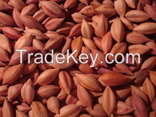 High Quality  Pili Nut For Export