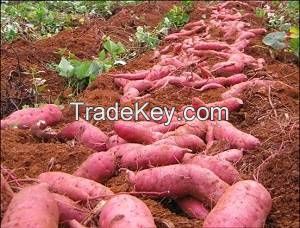 Fresh Sweet Potato , Red / Yellow / Purple Skin Sweet Potatoes.