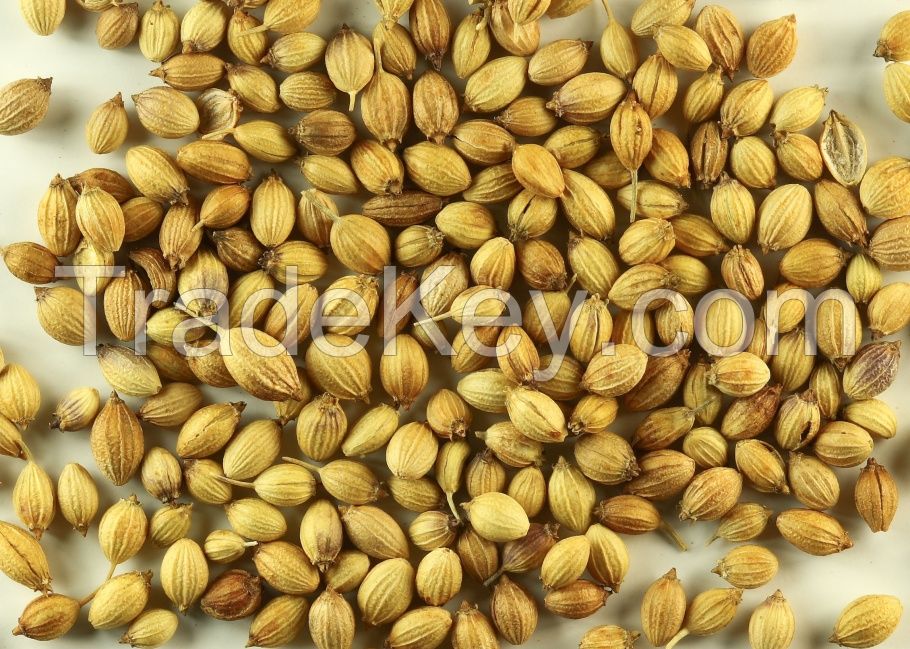 Top Quality  Coriander Seeds