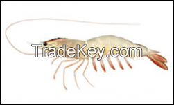 Scampi, Lobster, Shrimp , Prawns, Metanephrops , Nephrops