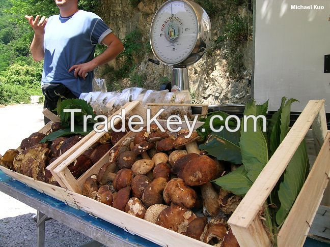 Boletus Mushrooms